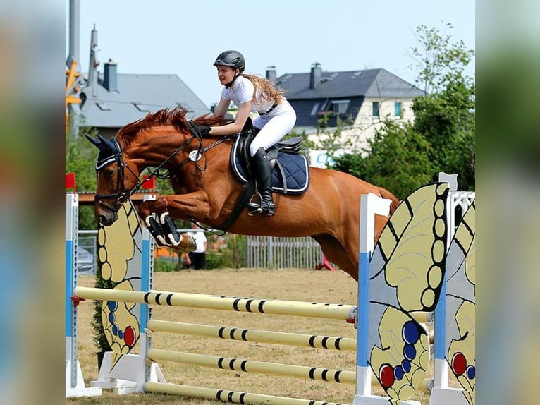 German Sport Horse Mare 9 years 16,2 hh Chestnut-Red in Zwickau