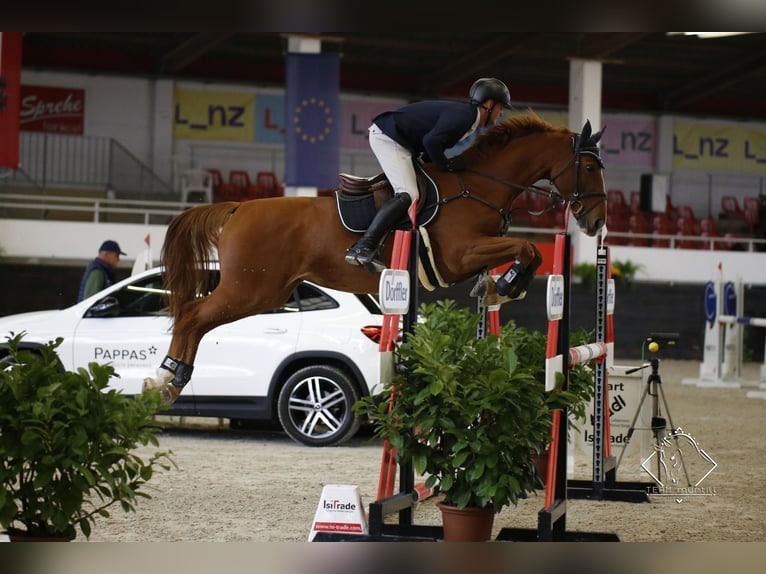 German Sport Horse Mare 9 years 16.2 hh Chestnut-Red in Stegersbach