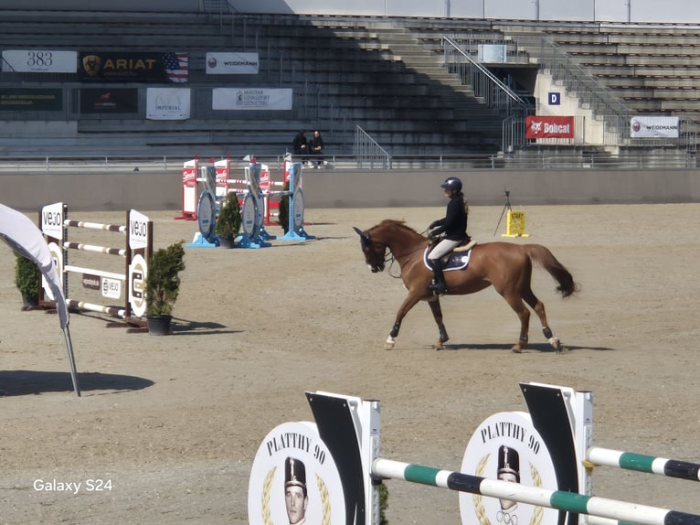 German Sport Horse Mare 9 years 16.2 hh Chestnut-Red in Stegersbach
