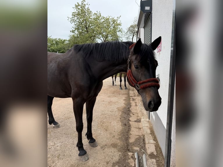 German Sport Horse Mare 9 years 16.2 hh Smoky-Black in Hoppstädten