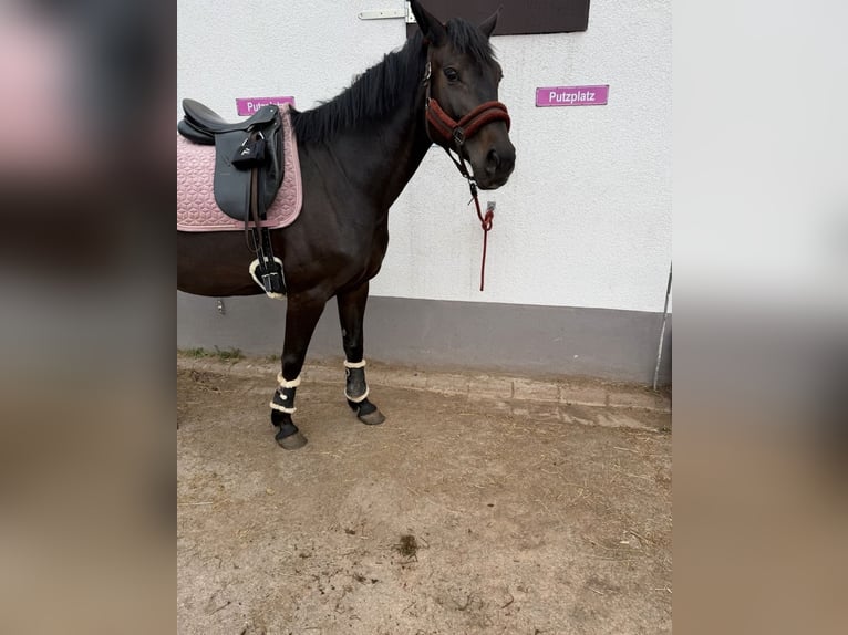 German Sport Horse Mare 9 years 16.2 hh Smoky-Black in Hoppstädten