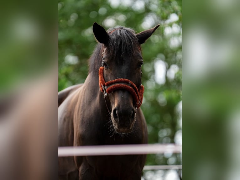 German Sport Horse Mare 9 years 16.2 hh Smoky-Black in Hoppstädten
