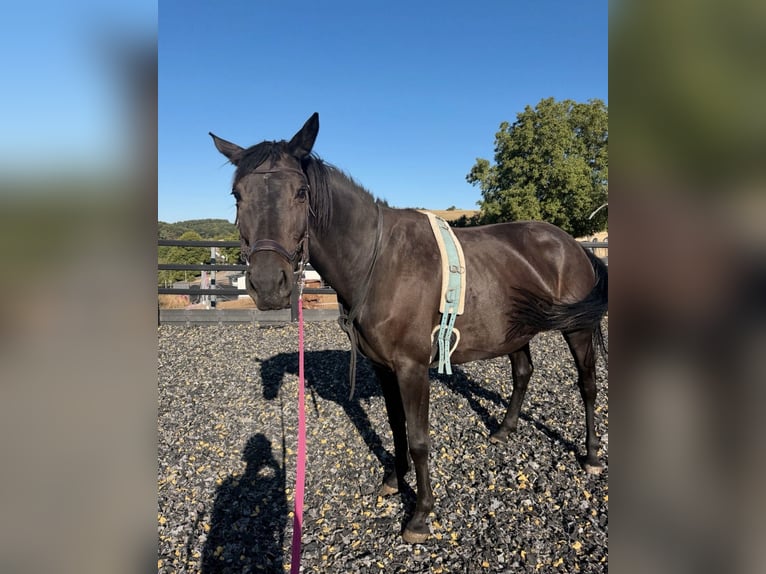 German Sport Horse Mare 9 years 16.2 hh Smoky-Black in Hoppstädten
