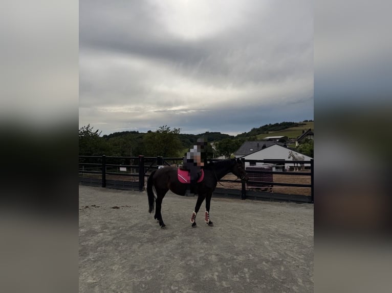 German Sport Horse Mare 9 years 16.2 hh Smoky-Black in Hoppstädten