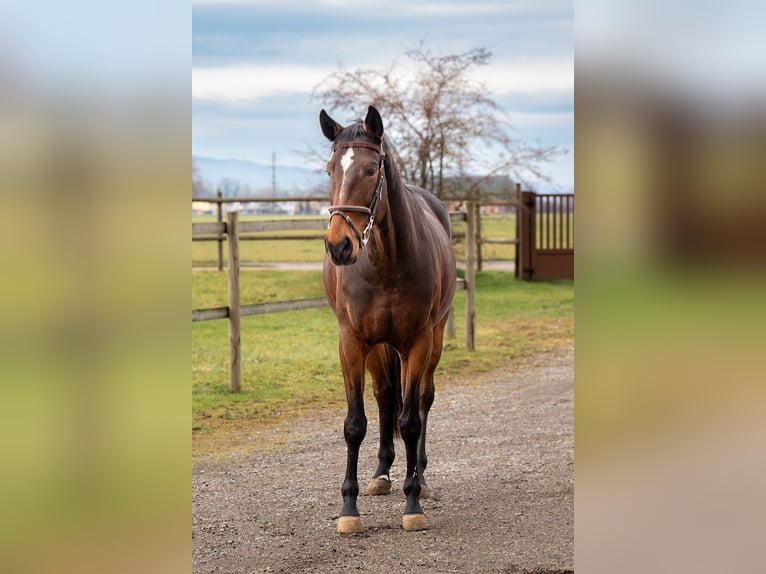 German Sport Horse Mare 9 years 16.3 hh Bay-Dark in Ettiswil