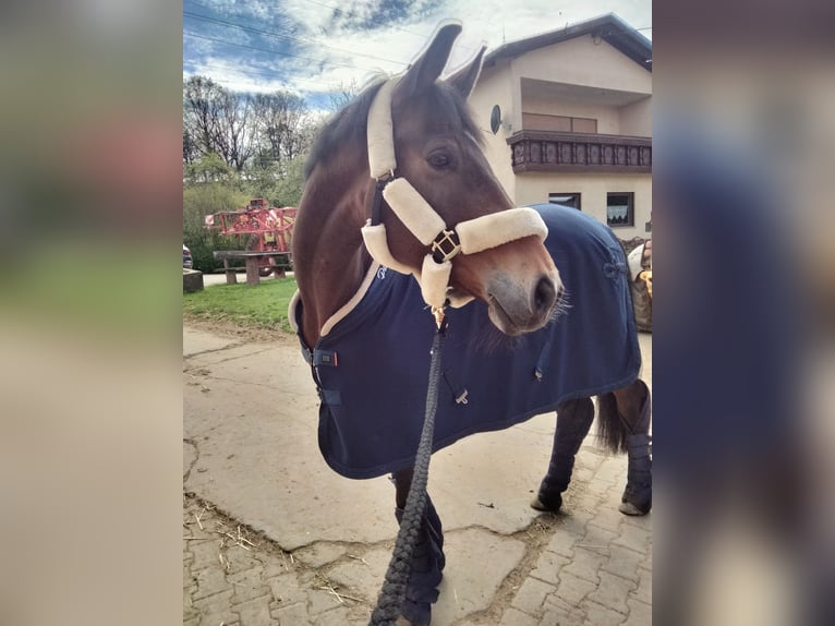 German Sport Horse Mare 9 years 16.3 hh Brown in Billigheim