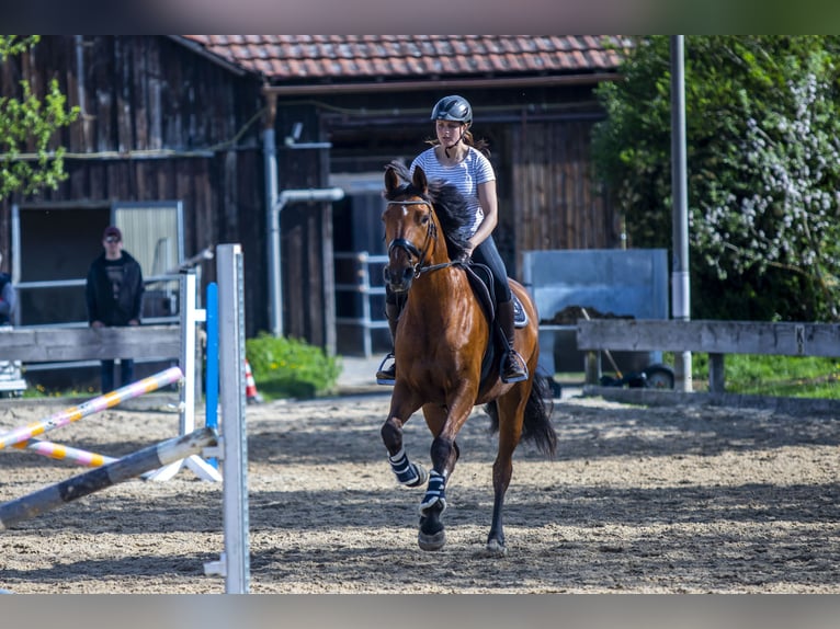 German Sport Horse Mare 9 years 16.3 hh Brown in Rosengarten