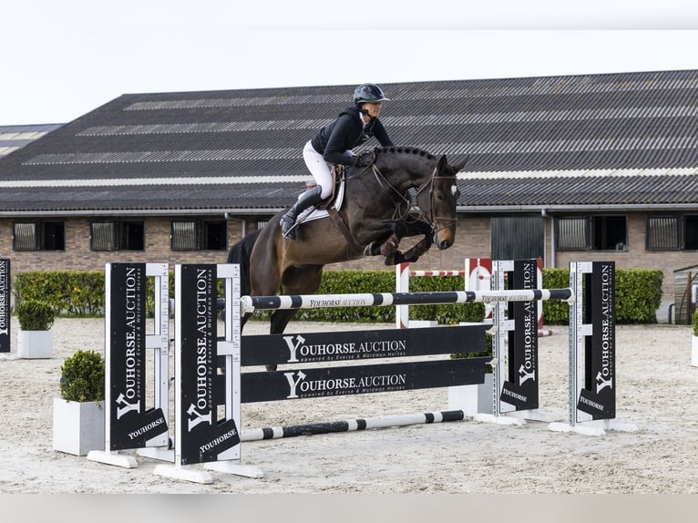 German Sport Horse Mare 9 years 16.3 hh  in Waddinxveen