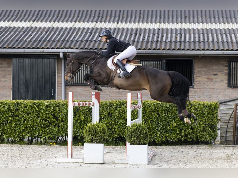 German Sport Horse Mare 9 years 16.3 hh  in Waddinxveen