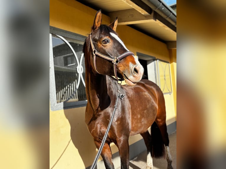 German Sport Horse Mare 9 years 16 hh Bay-Dark in Glashütte