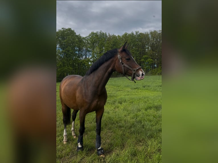 German Sport Horse Mare 9 years 16 hh Bay-Dark in Glashütte