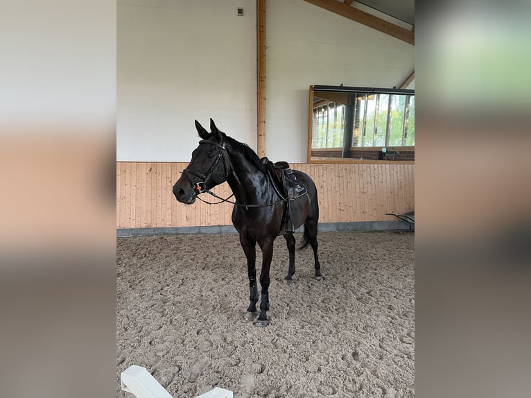 German Sport Horse Mare 9 years 16 hh Bay-Dark in Rottstock