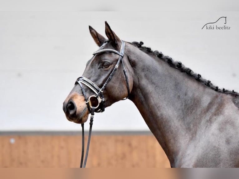 German Sport Horse Mare 9 years 16 hh Bay-Dark in Rottstock