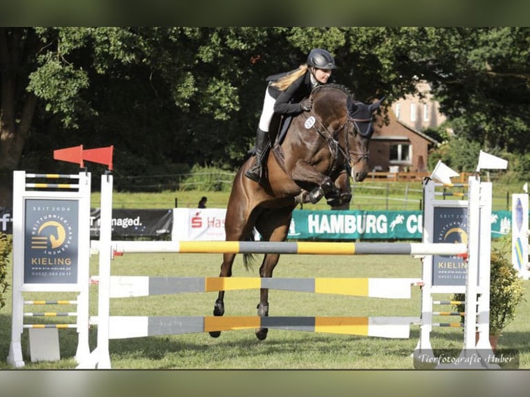 German Sport Horse Mare 9 years 16 hh Bay-Dark in Rottstock