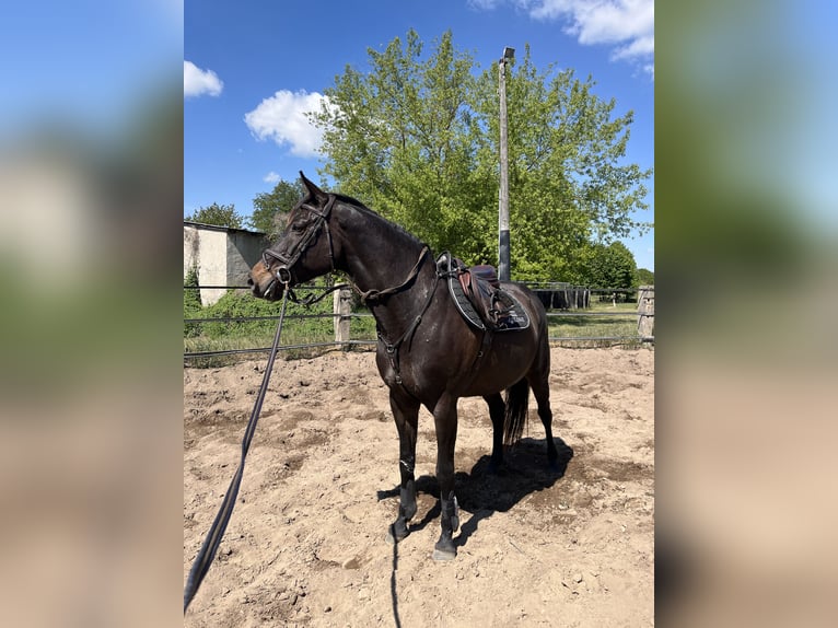 German Sport Horse Mare 9 years 16 hh Bay-Dark in Rottstock