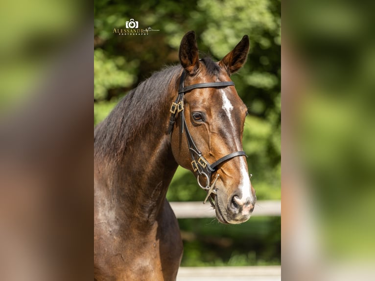 German Sport Horse Mare 9 years 16 hh Brown in Bad Feilnbach