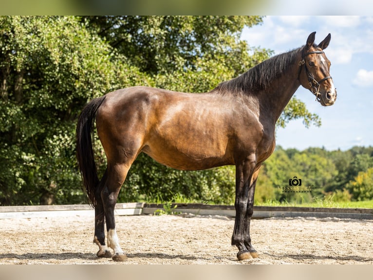 German Sport Horse Mare 9 years 16 hh Brown in Bad Feilnbach