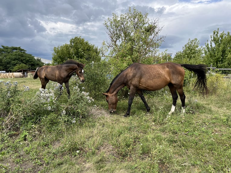 German Sport Horse Mare 9 years 16 hh Brown in Himberg
