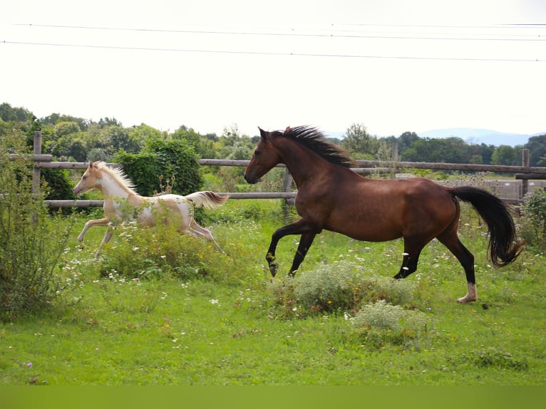 German Sport Horse Mare 9 years 16 hh Brown in Himberg