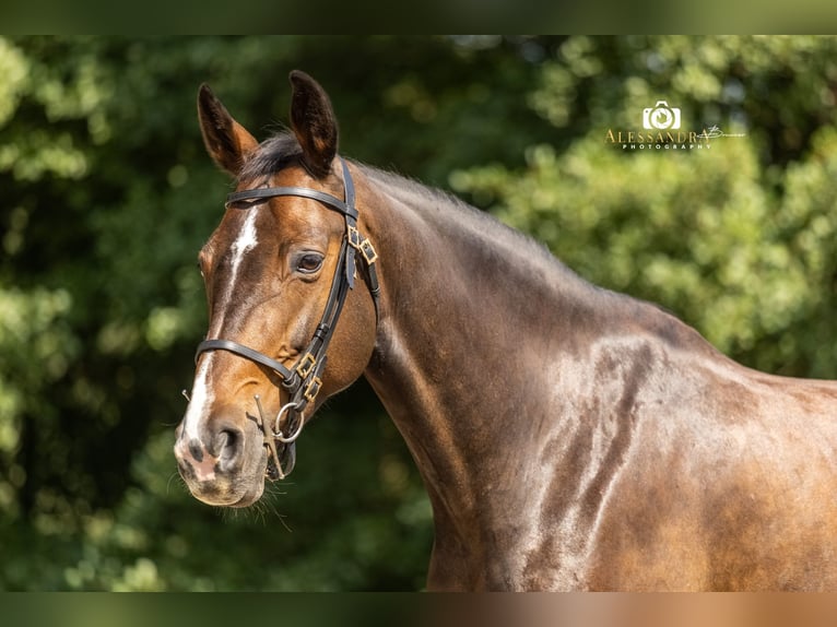German Sport Horse Mare 9 years 16 hh Brown in Bad Feilnbach