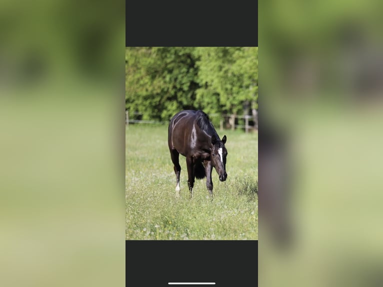 German Sport Horse Mare 9 years 16 hh Brown in Fürstenzell