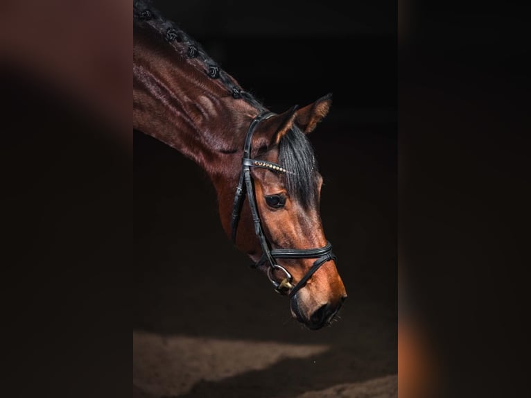 German Sport Horse Mare 9 years 16 hh Brown in Grafschaft