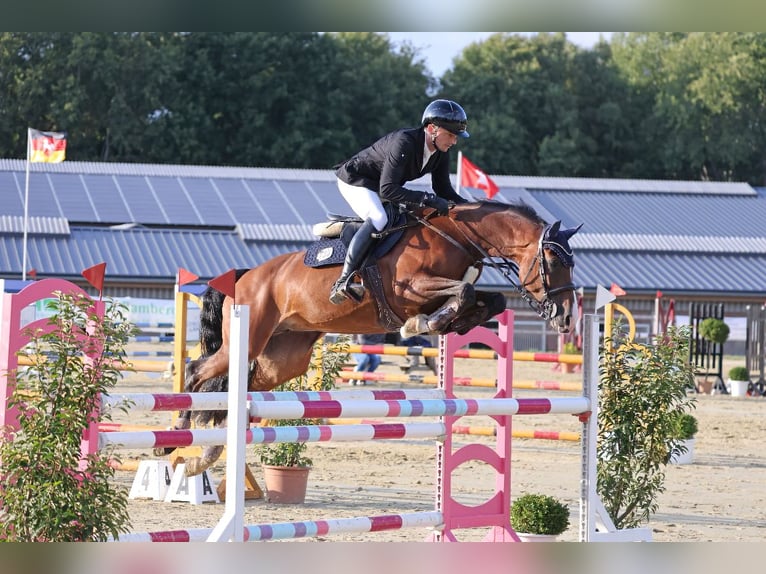 German Sport Horse Mare 9 years 16 hh Brown in Schenefeld