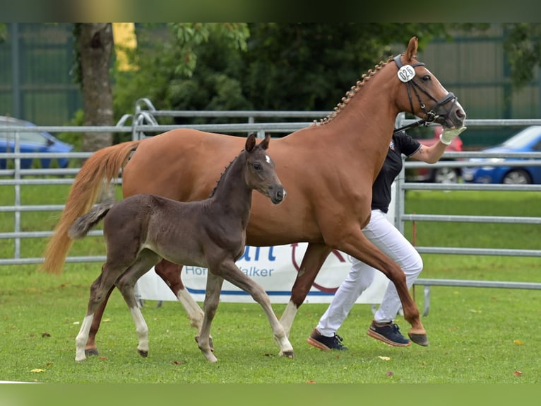 German Sport Horse Mare 9 years 16 hh Chestnut-Red in Dettingen an der Iller