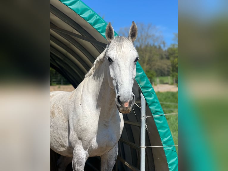 German Sport Horse Mare 9 years 16 hh Grey in Korbach