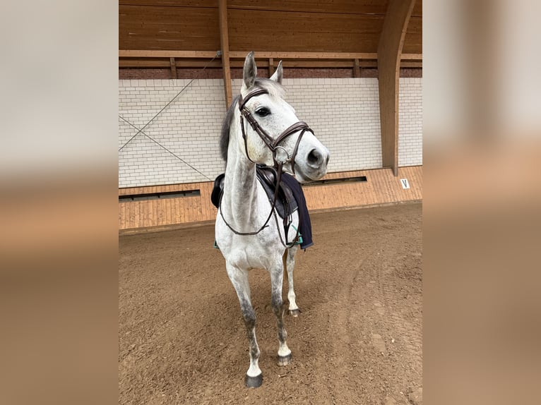 German Sport Horse Mare 9 years 16 hh Grey in Königswartha