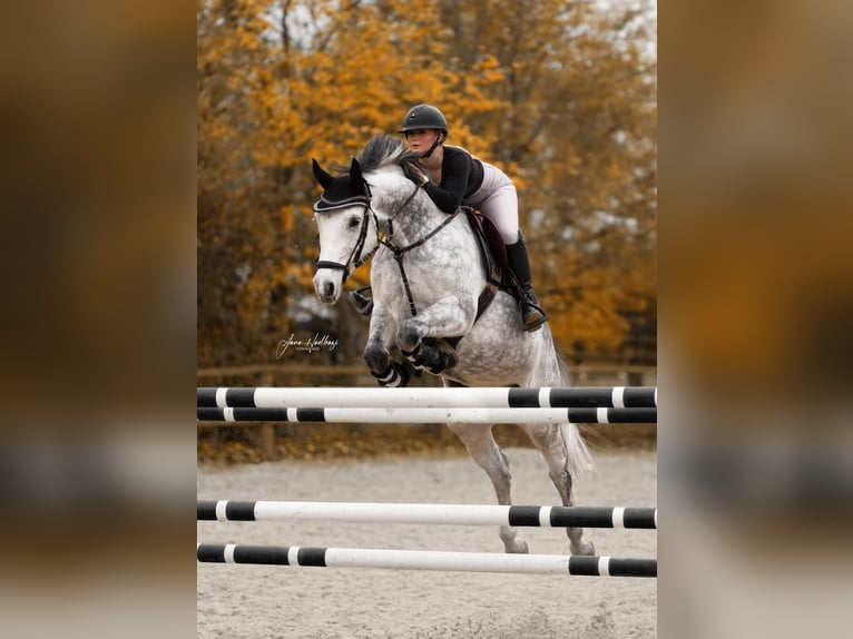 German Sport Horse Mare 9 years 16 hh Grey in Heideland