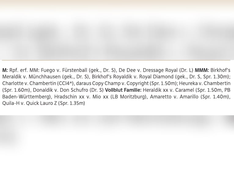 German Sport Horse Mare 9 years 16,1 hh Bay-Dark in Dettingen an der Erms