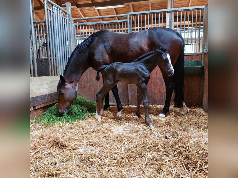 German Sport Horse Mare 9 years 16,1 hh Bay-Dark in Dettingen an der Erms