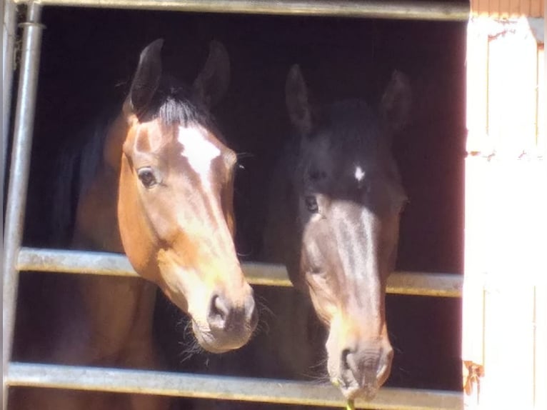 German Sport Horse Mare 9 years 16,1 hh Brown in Mansfeld