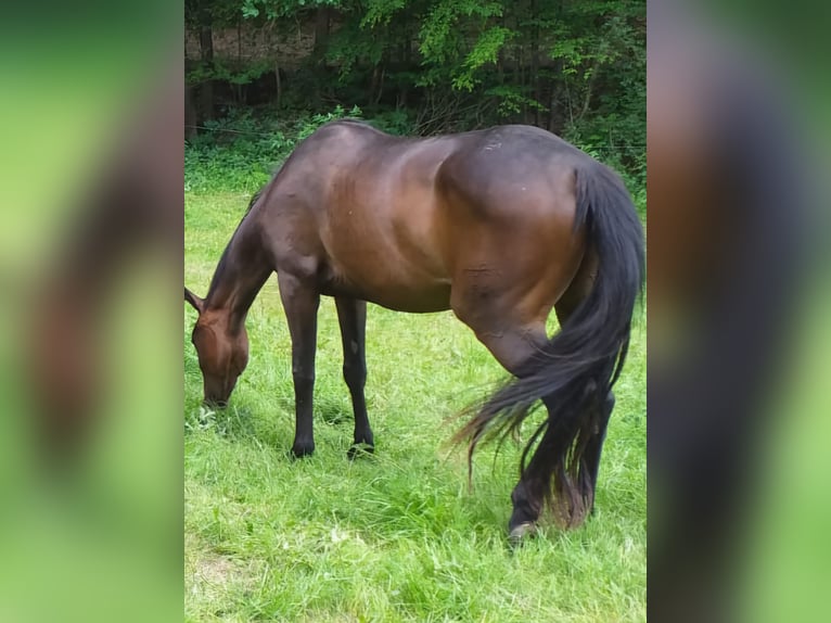 German Sport Horse Mare 9 years 16,1 hh Brown in Mansfeld