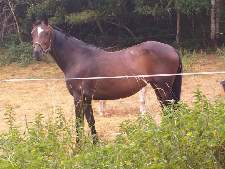 German Sport Horse Mare 9 years 16,1 hh Brown in Mansfeld