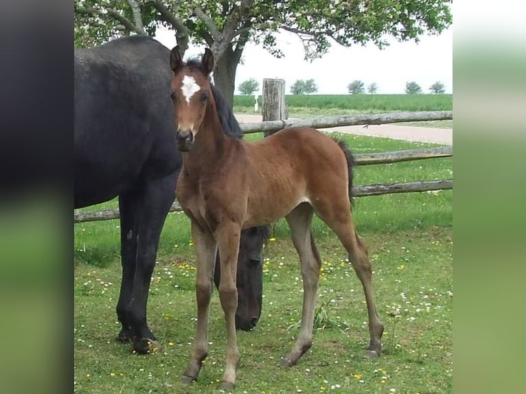 German Sport Horse Mare 9 years 16,1 hh Brown in Mansfeld