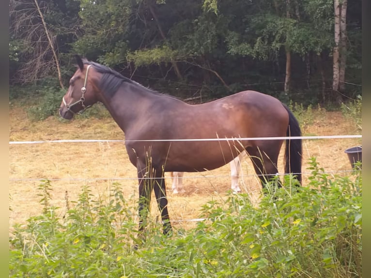 German Sport Horse Mare 9 years 16,1 hh Brown in Mansfeld