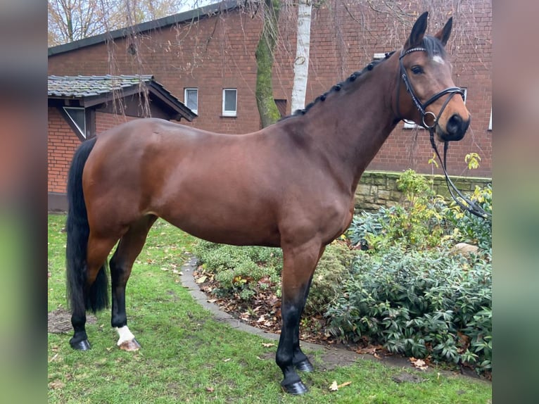 German Sport Horse Mare 9 years 16,1 hh Brown in Hopsten
