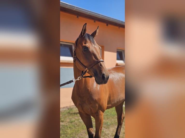 German Sport Horse Mare 9 years 16,1 hh Brown in Pausin