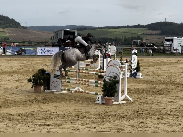 German Sport Horse Mare 9 years 16,1 hh Grey in Einbeck