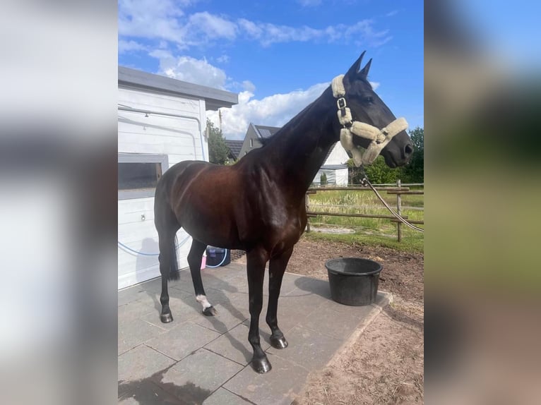 German Sport Horse Mare 9 years 16,1 hh Smoky-Black in Gütersloh