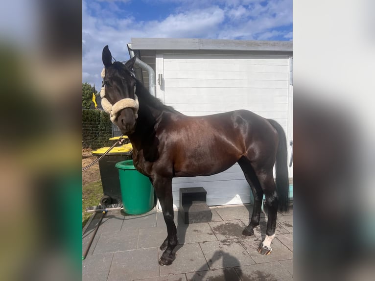 German Sport Horse Mare 9 years 16,1 hh Smoky-Black in Gütersloh