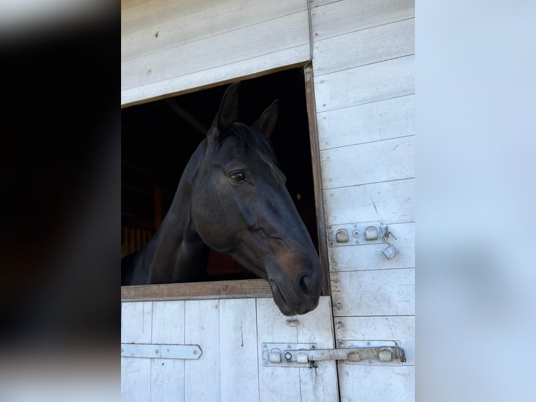 German Sport Horse Mare 9 years 16,1 hh Smoky-Black in Gütersloh