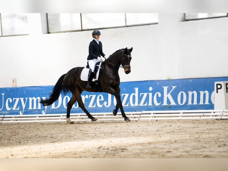 German Sport Horse Mare 9 years 16,2 hh Bay-Dark in Wólka