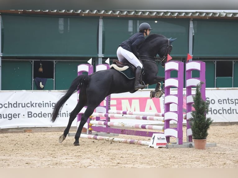 German Sport Horse Mare 9 years 16,2 hh Black in Allershausen