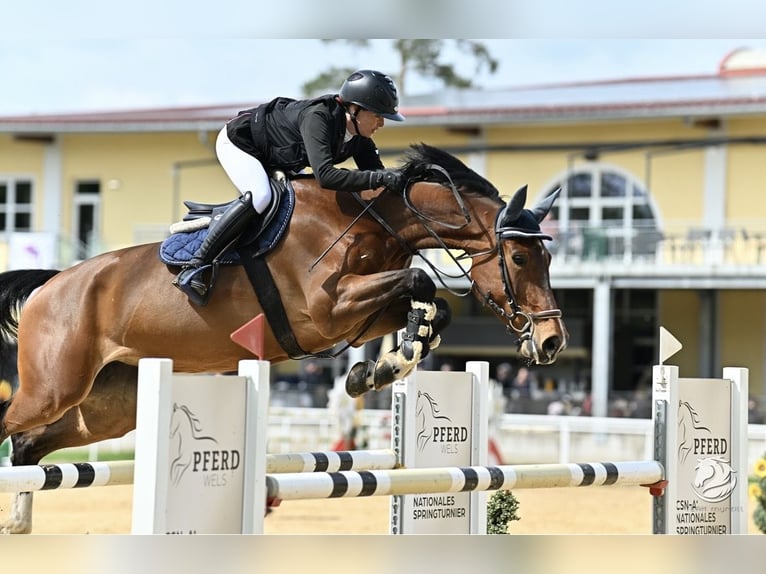 German Sport Horse Mare 9 years 16,2 hh Brown in Petting