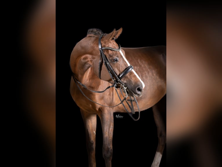 German Sport Horse Mare 9 years 16,2 hh Chestnut in Herrenberg