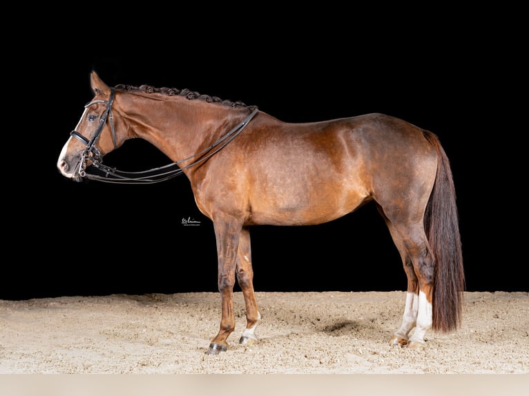 German Sport Horse Mare 9 years 16,2 hh Chestnut in Herrenberg