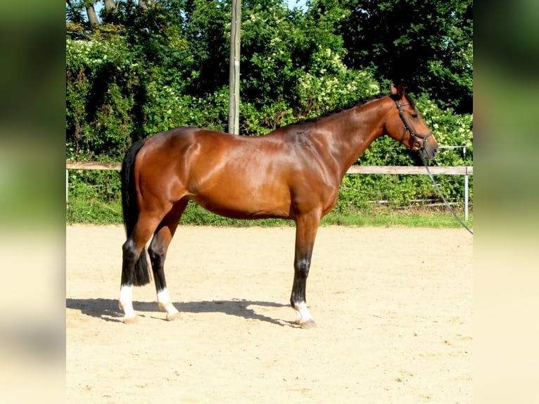 German Sport Horse Mare 9 years 16,2 hh in Mansué